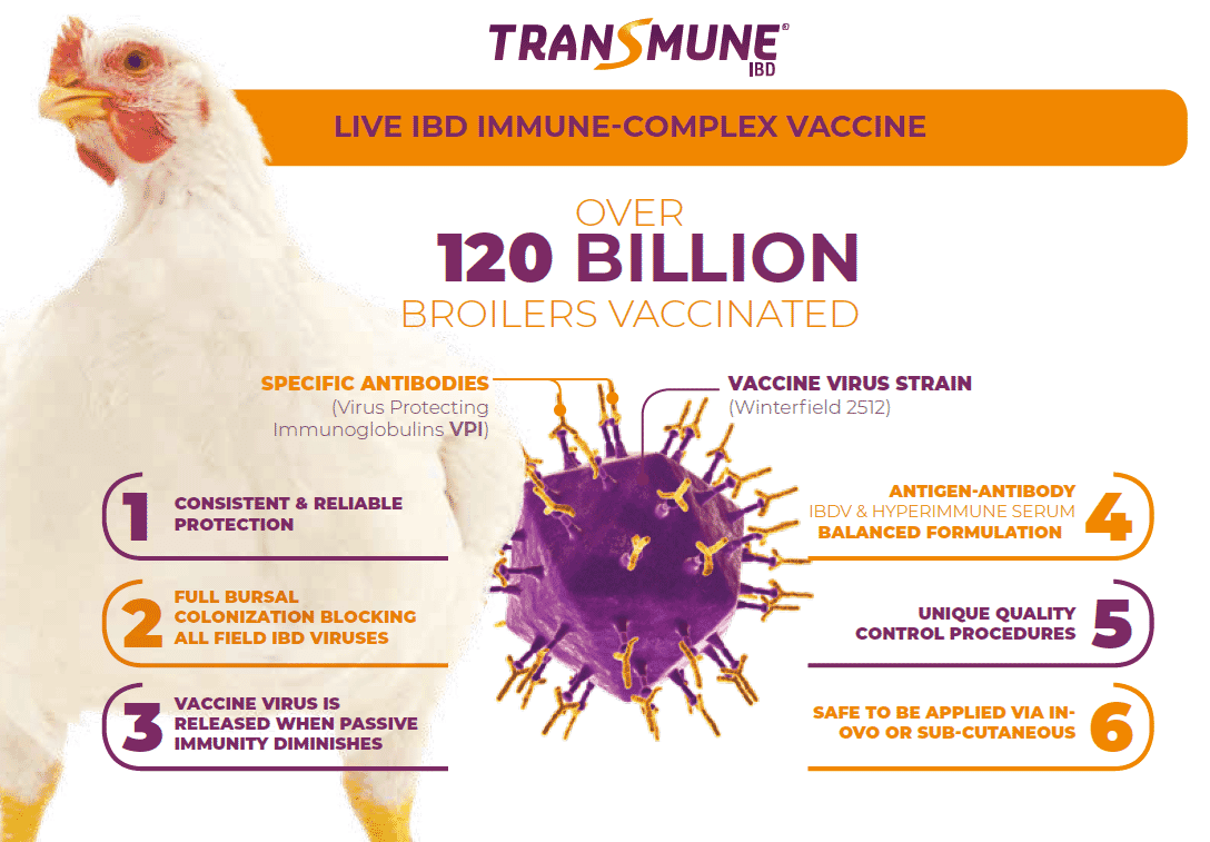 Consistency and reliability of the IBD Immune-Complex Vaccine