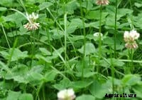 How does grass protein affect meat quality?