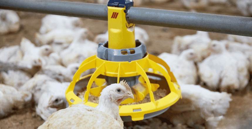 Market trend: faster transition from backyard to commercial poultry farming