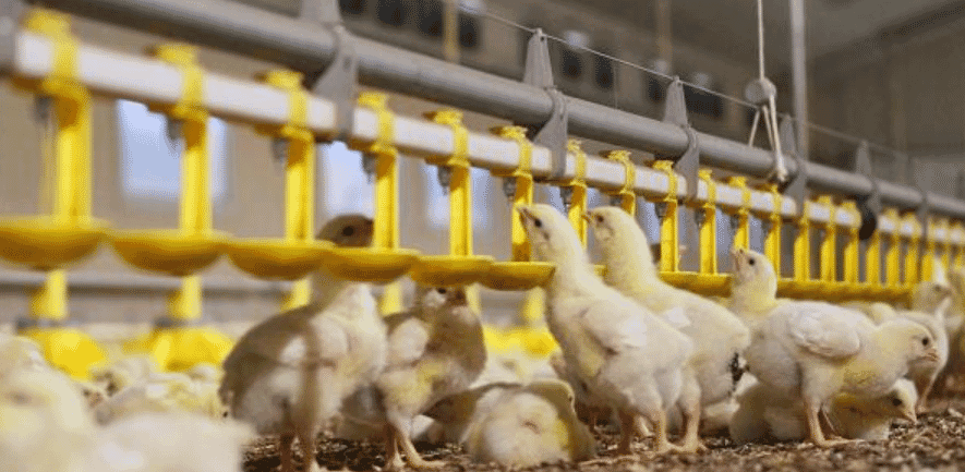 Market trend: faster transition from backyard to commercial poultry farming