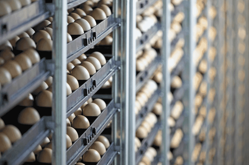 Market trend: faster transition from backyard to commercial poultry farming