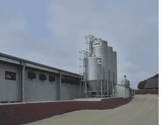 Market trend: faster transition from backyard to commercial poultry farming