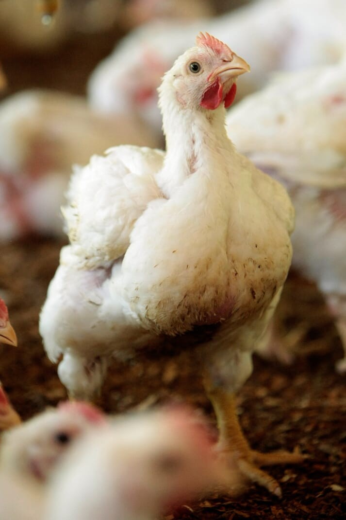 UK animal welfare groups applaud M&S for its higher welfare Oakham Gold chicken