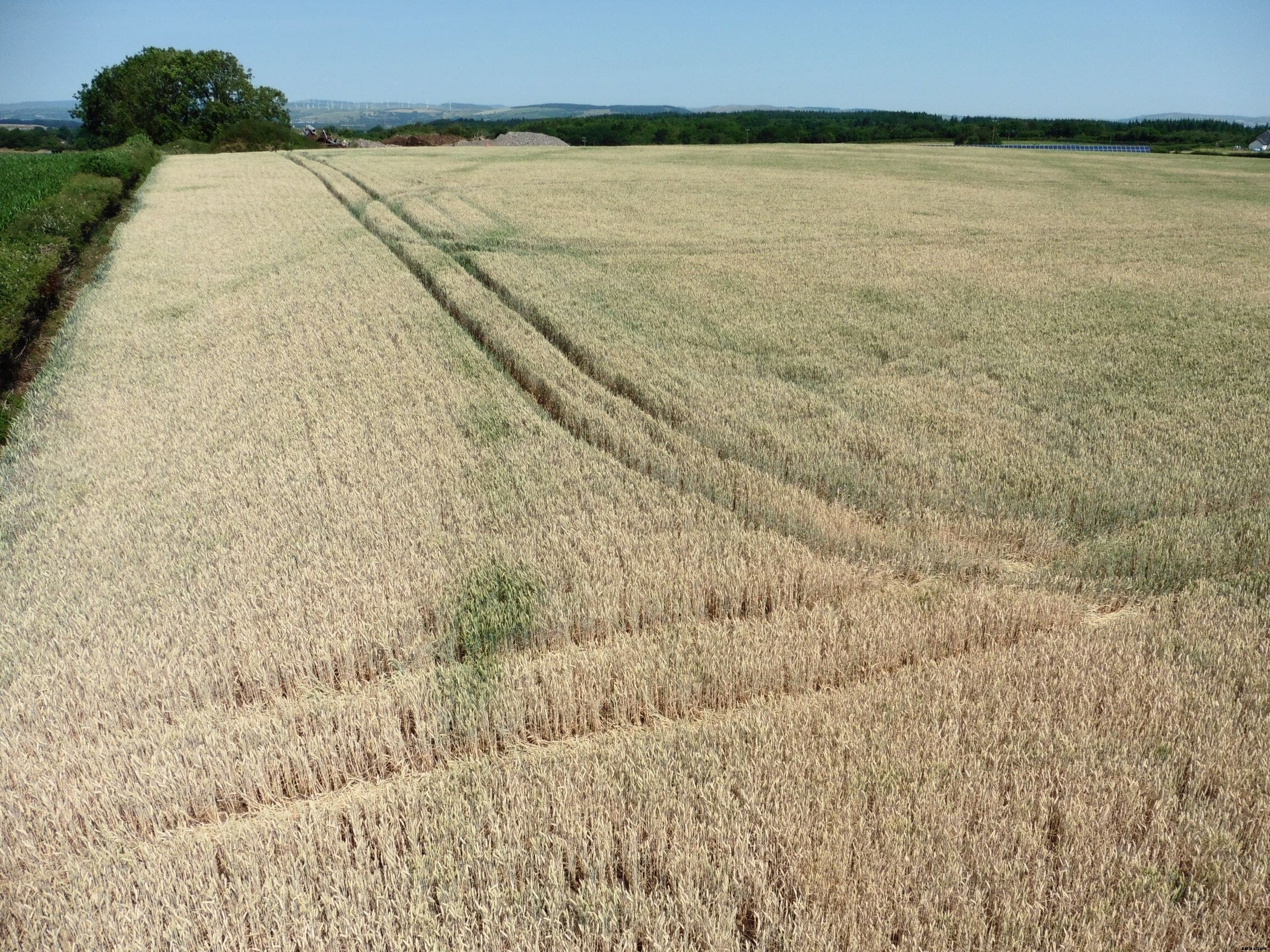 Blistering temperatures across the Northwestern US threaten animals, farmers and workers