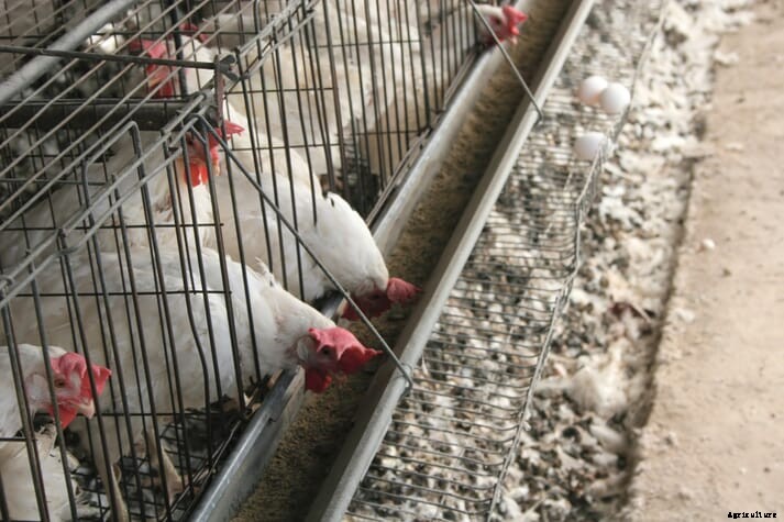 Caged animal farming must end in EU, European Commission says