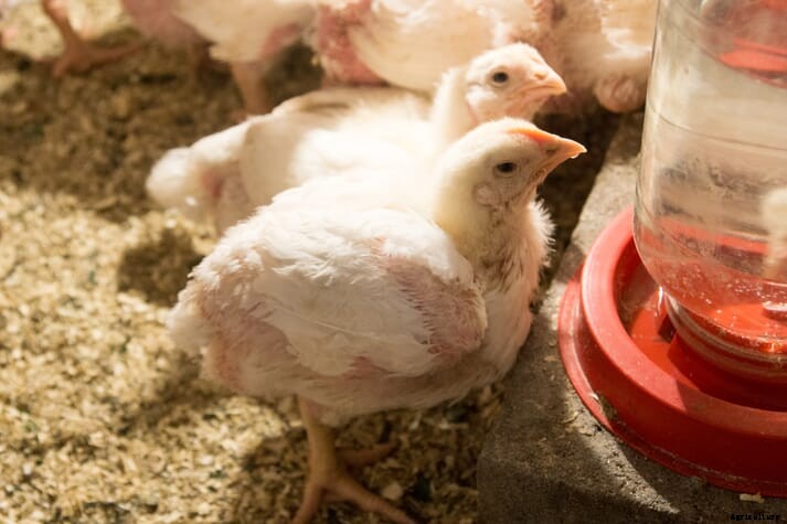 UK recalls poultry vaccine over efficacy concerns