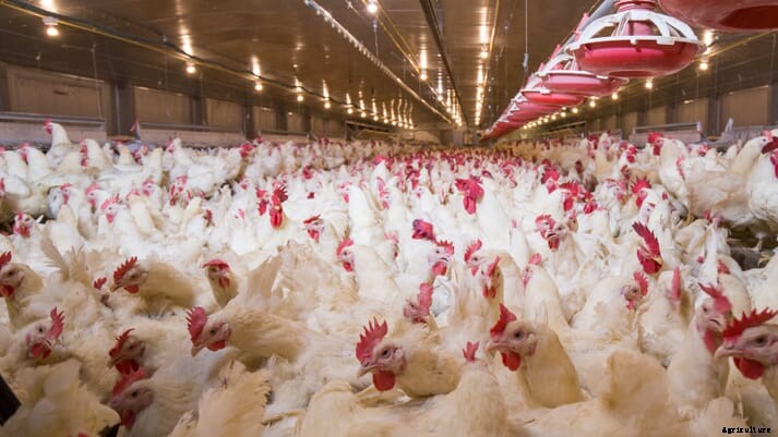 New broiler surveillance tech could by welfare gamechanger