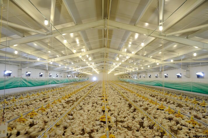 New broiler surveillance tech could by welfare gamechanger