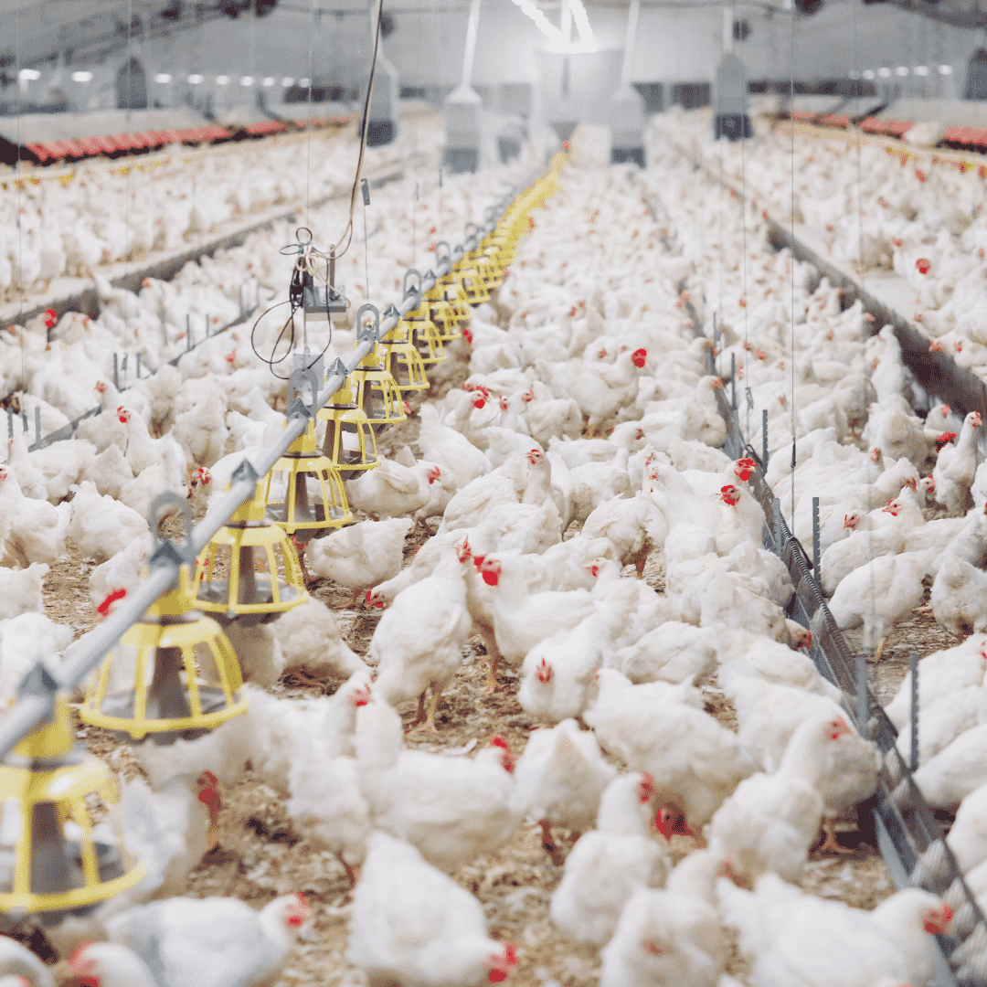 Do feed treatments reduce incidence of Salmonella in live production?