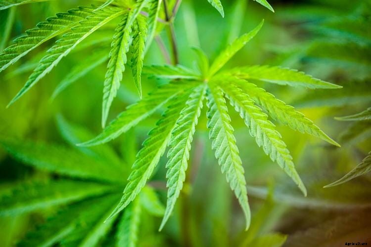 MPF: US Hemp Feed Coalition driving use of hemp as animal feed