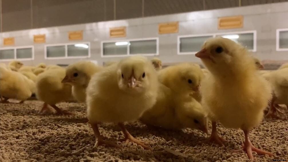 Poultry farmers in Brazil threaten to stop fattening chicks for BRF