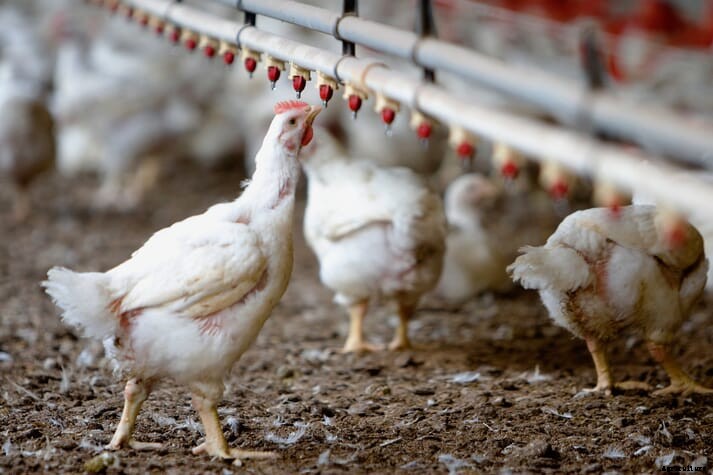 Brazil's BRF receives Certified Humane Seal for Sadia Bio line