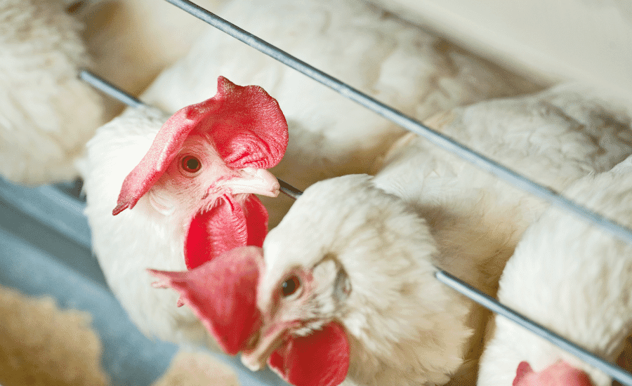 Is it derived from feed?