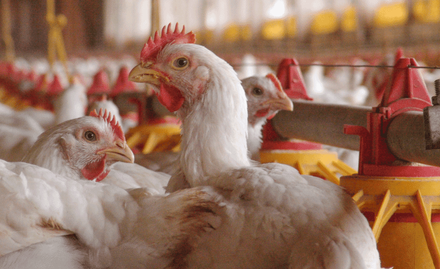 Is it derived from feed?