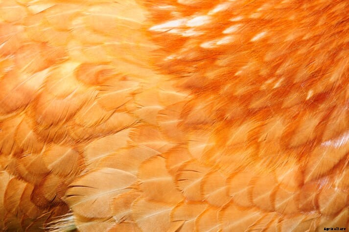 New EU project aims to convert discarded poultry feathers into valuable raw materials