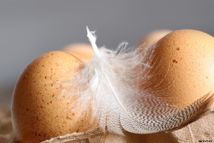 New EU project aims to convert discarded poultry feathers into valuable raw materials