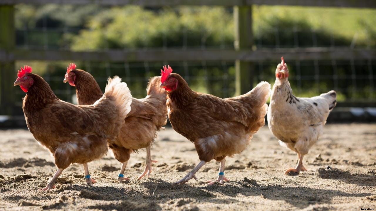 Veterinarians play critical role in backyard flocks, livestock welfare, human health