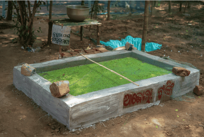 Meals and snacks for a chicken: Two unusual, low - cost chicken feed options for some of the world’s poorest entrepreneurs