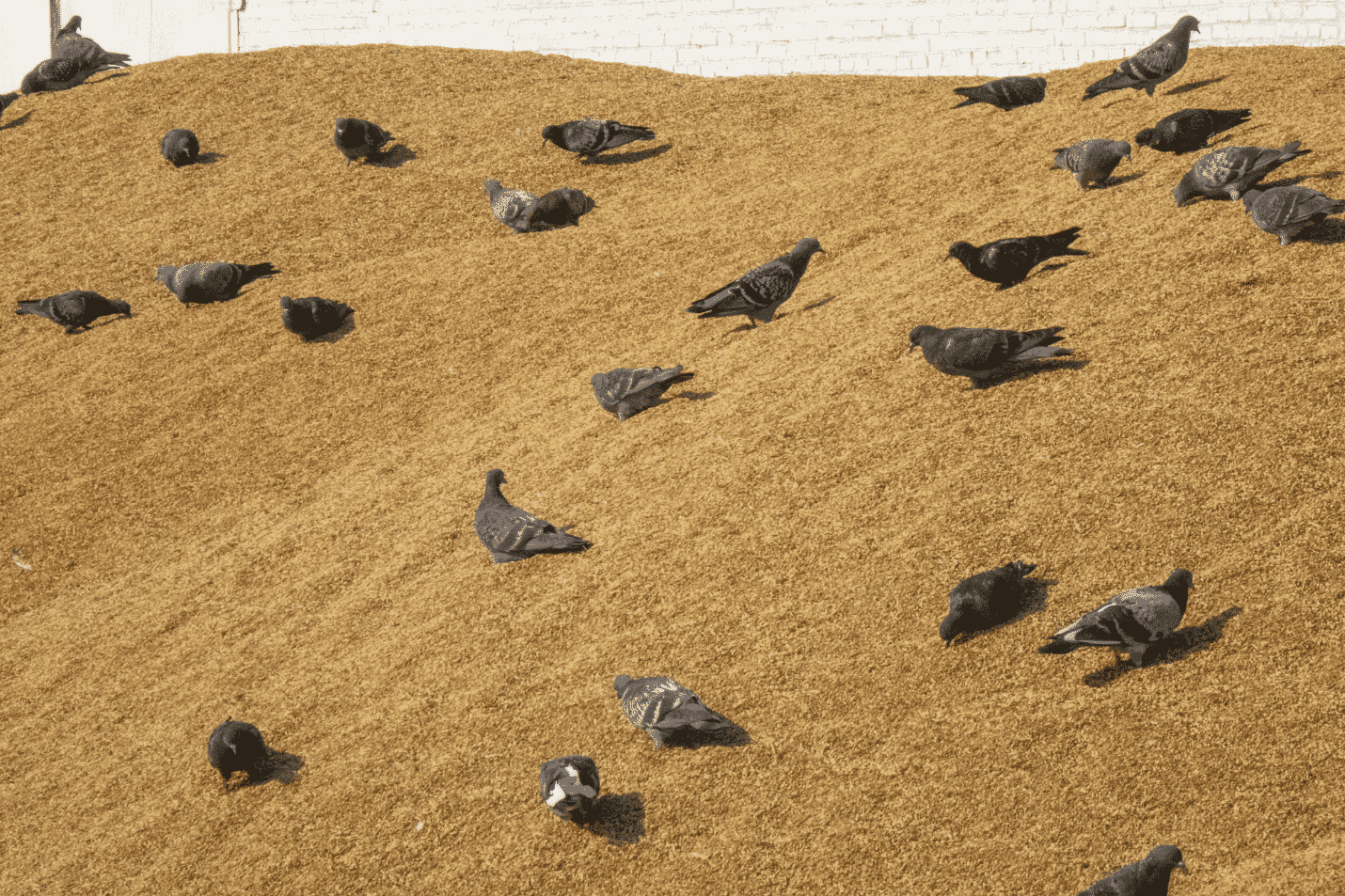 How contaminants enter the poultry feed supply