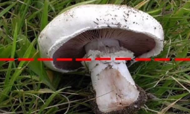 2021 IPPE: effects of mushroom stumps on amino acid digestibility