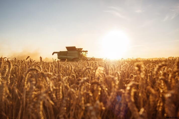 Brazil’s meatpackers turn to wheat as a feed alternative as corn prices surge