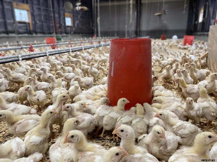 Women in Poultry: Sam Noble with Heifer International