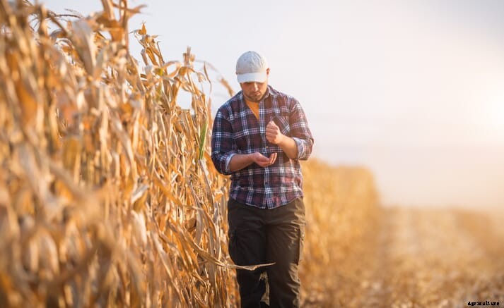 Brazil’s meat lobby says new tariff waiver allows cheaper corn imports from US and Ukraine