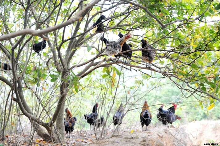 First Nations group in British Columbia raises “tree range” chickens