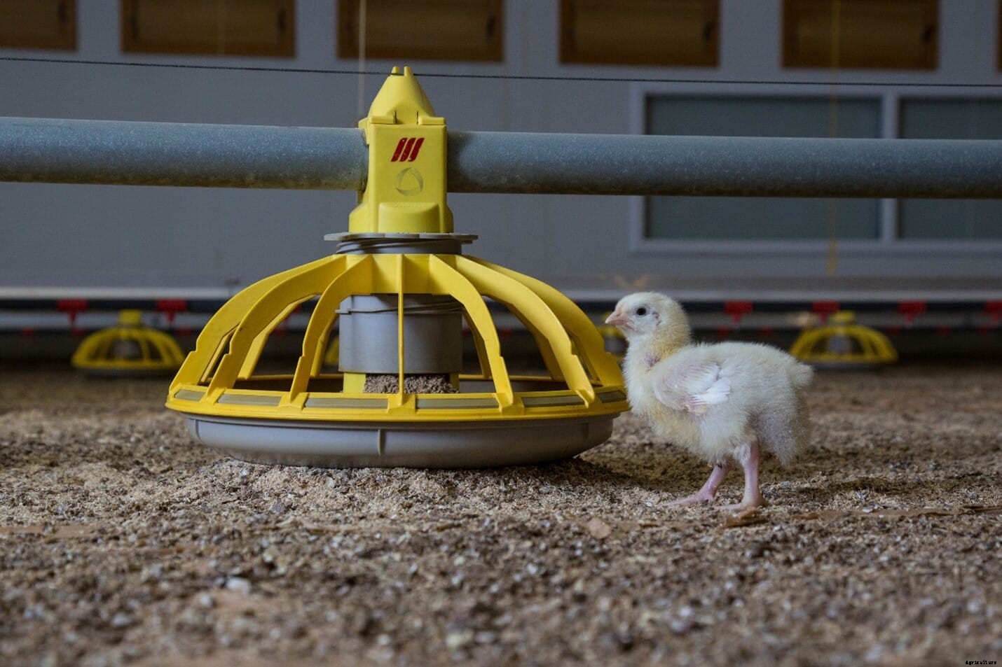 Is your feed supply making your poultry operation vulnerable to disease?