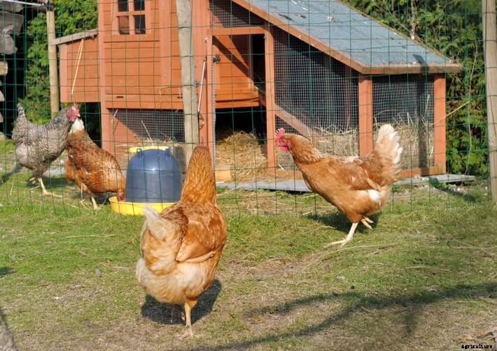 5 ways 2020 changed the backyard chicken industry