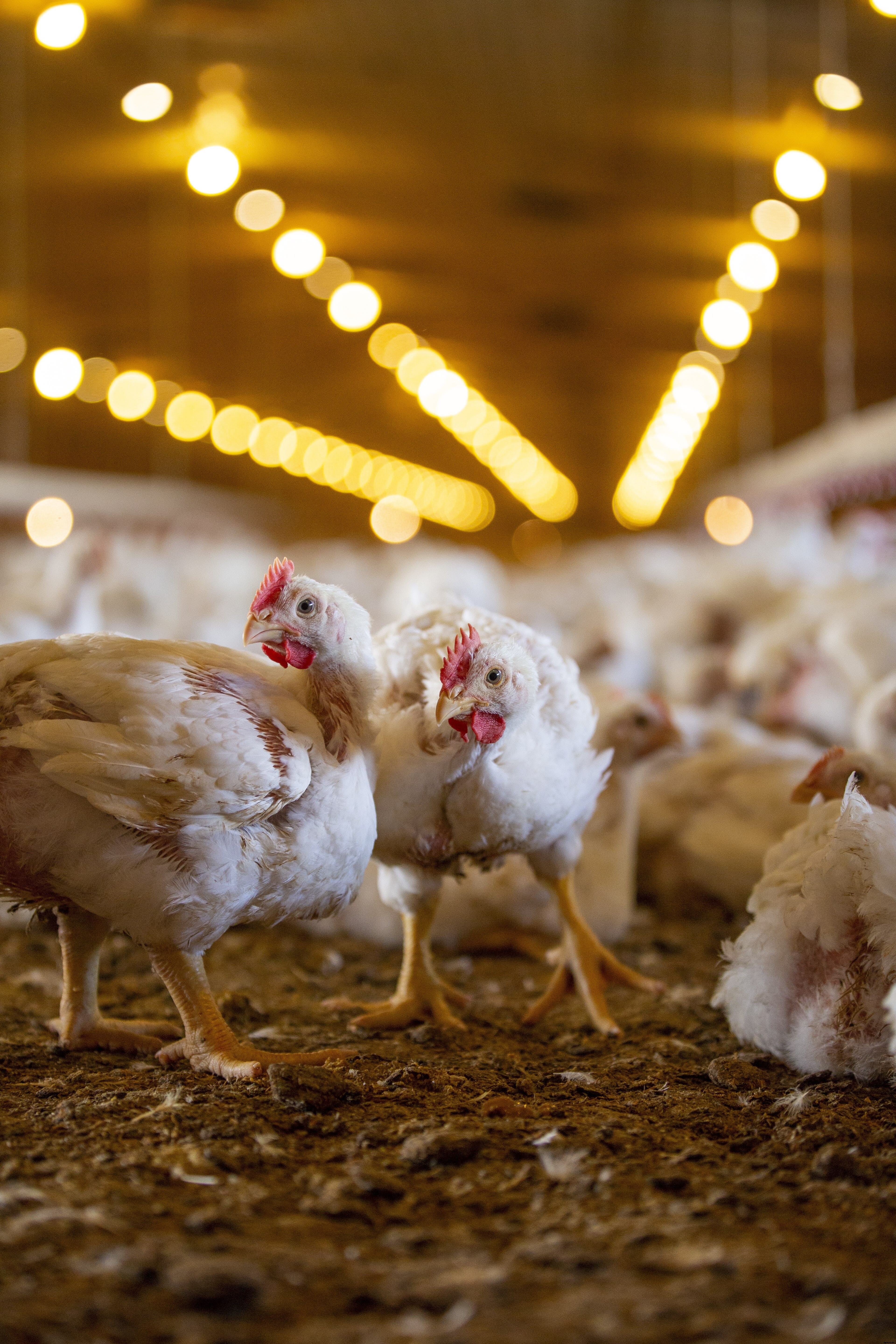 For a more enriching environment, Tyson Foods’ animal welfare team lets chickens do the choosing