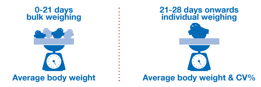 Flock management tip for broilers:  Regular weighing to control final body weight
