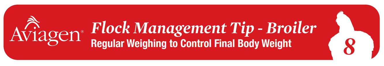Flock management tip for broilers:  Regular weighing to control final body weight