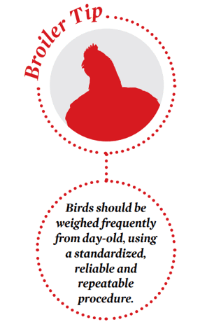 Flock management tip for broilers:  Regular weighing to control final body weight
