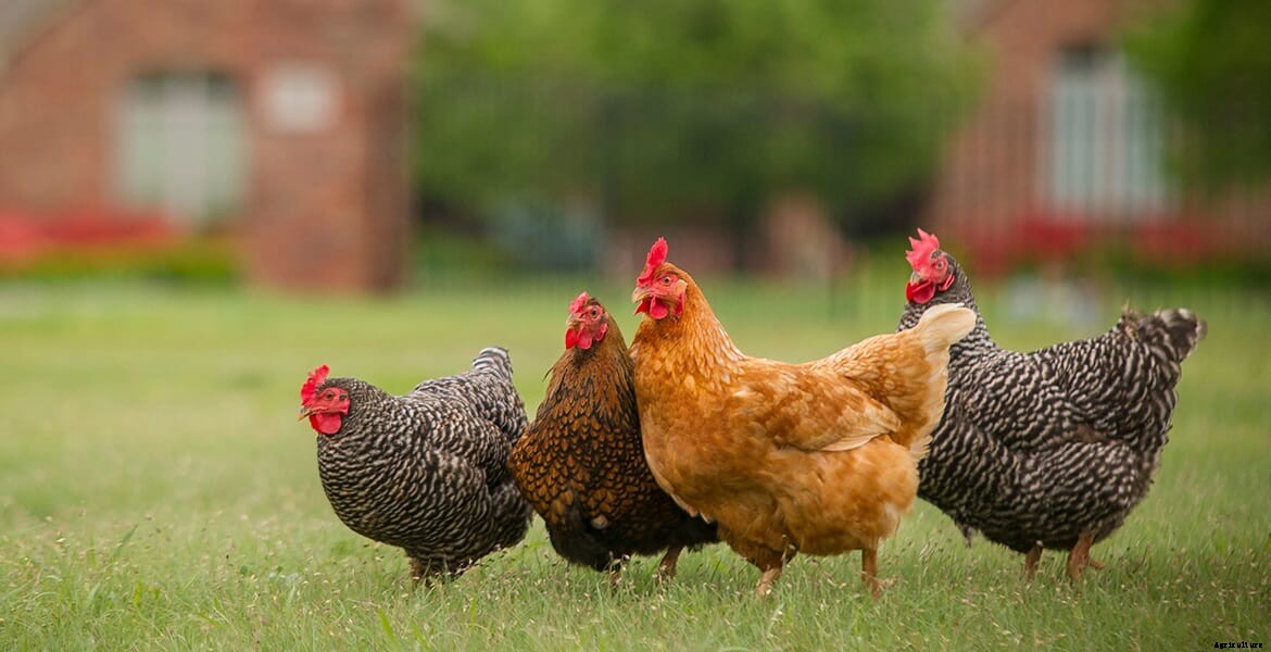 Small flock production provides benefits, but good management remains a must