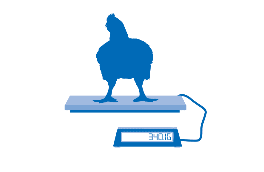 Flock management tip for broilers:  Regular weighing to control final body weight