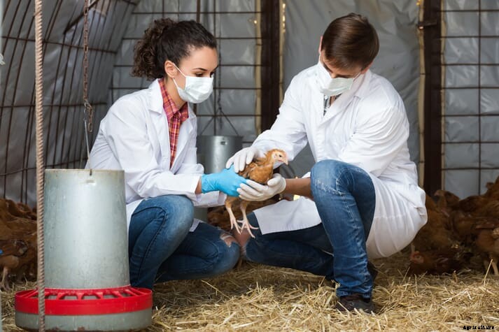 RCVS Knowledge to lead major antibiotic stewardship initiative for farms