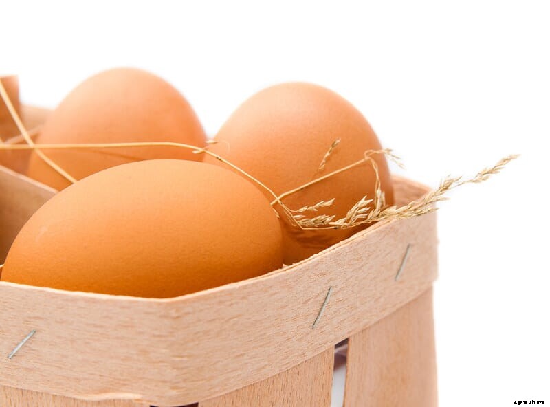 New organic solution emerges to keep livestock water lines pristine