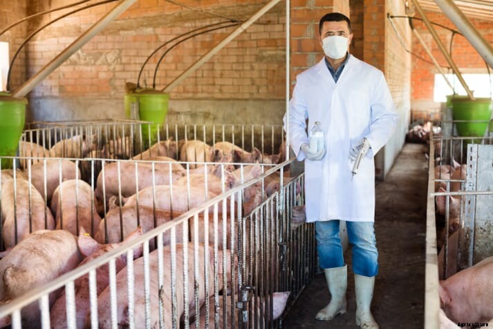 Northern Ireland contends with official vet shortage amid Brexit protocol changes