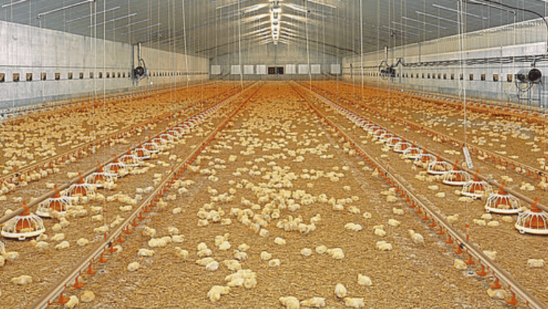 How the climate can negatively affect broiler health