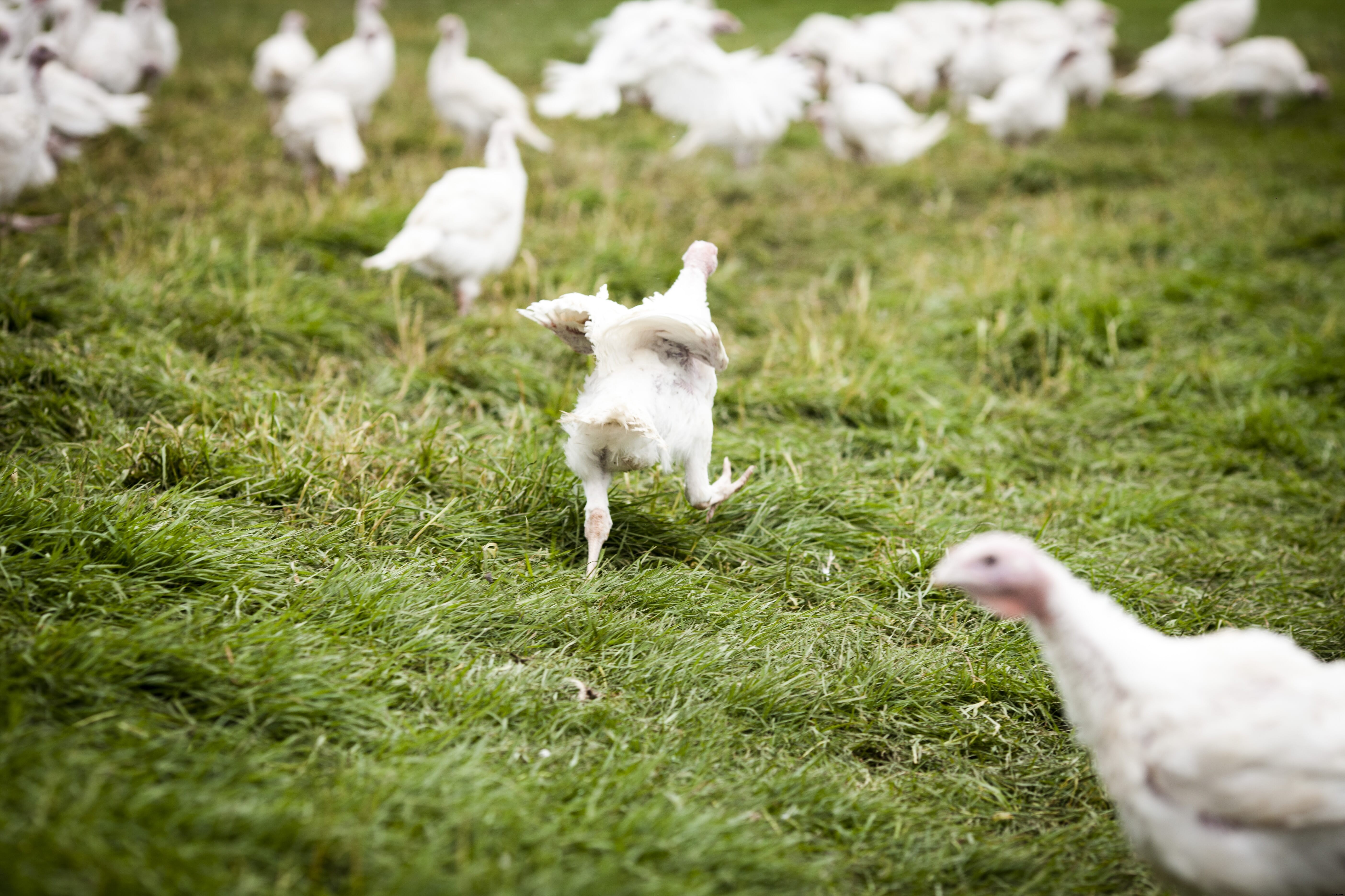 UK farming and animal welfare organisations react to Trade and Agriculture Commission report