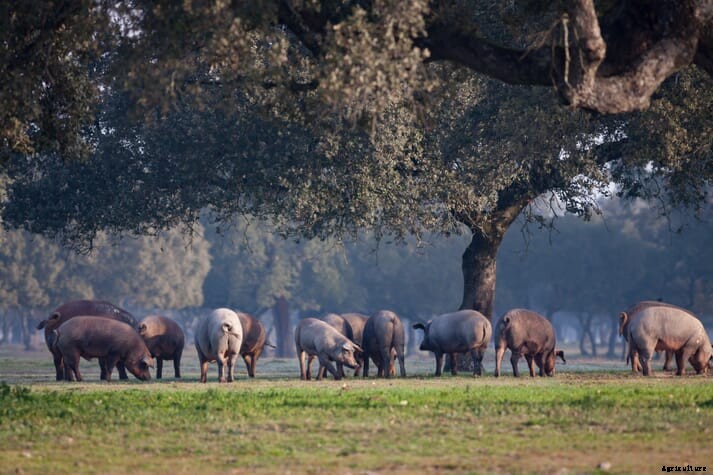 UK farming and animal welfare organisations react to Trade and Agriculture Commission report