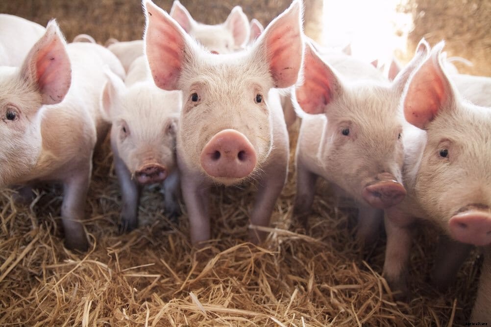 PRAISE Animal Welfare Impact award launched for new UK-based scientists