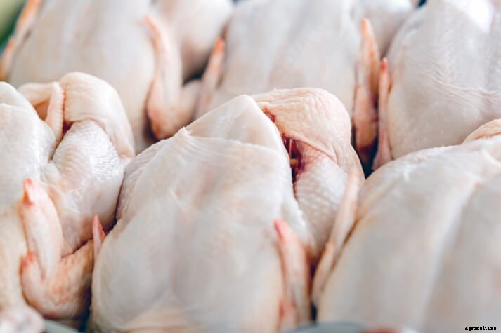 Brazil’s poultry exports to Saudi Arabia for January 2021 remain stable