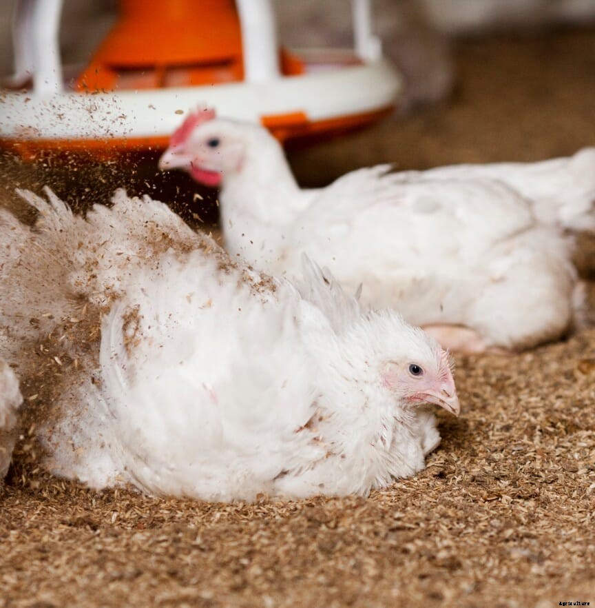 McDonald's Australia agrees to use RSPCA Approved chicken