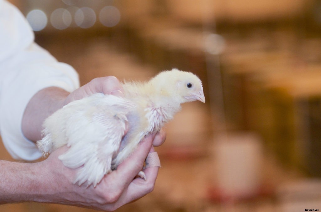 Texas A&M commits to enhance and expand Poultry Science Department