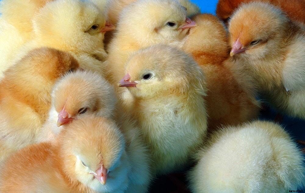 Surrogacy method to aid welfare in poultry research