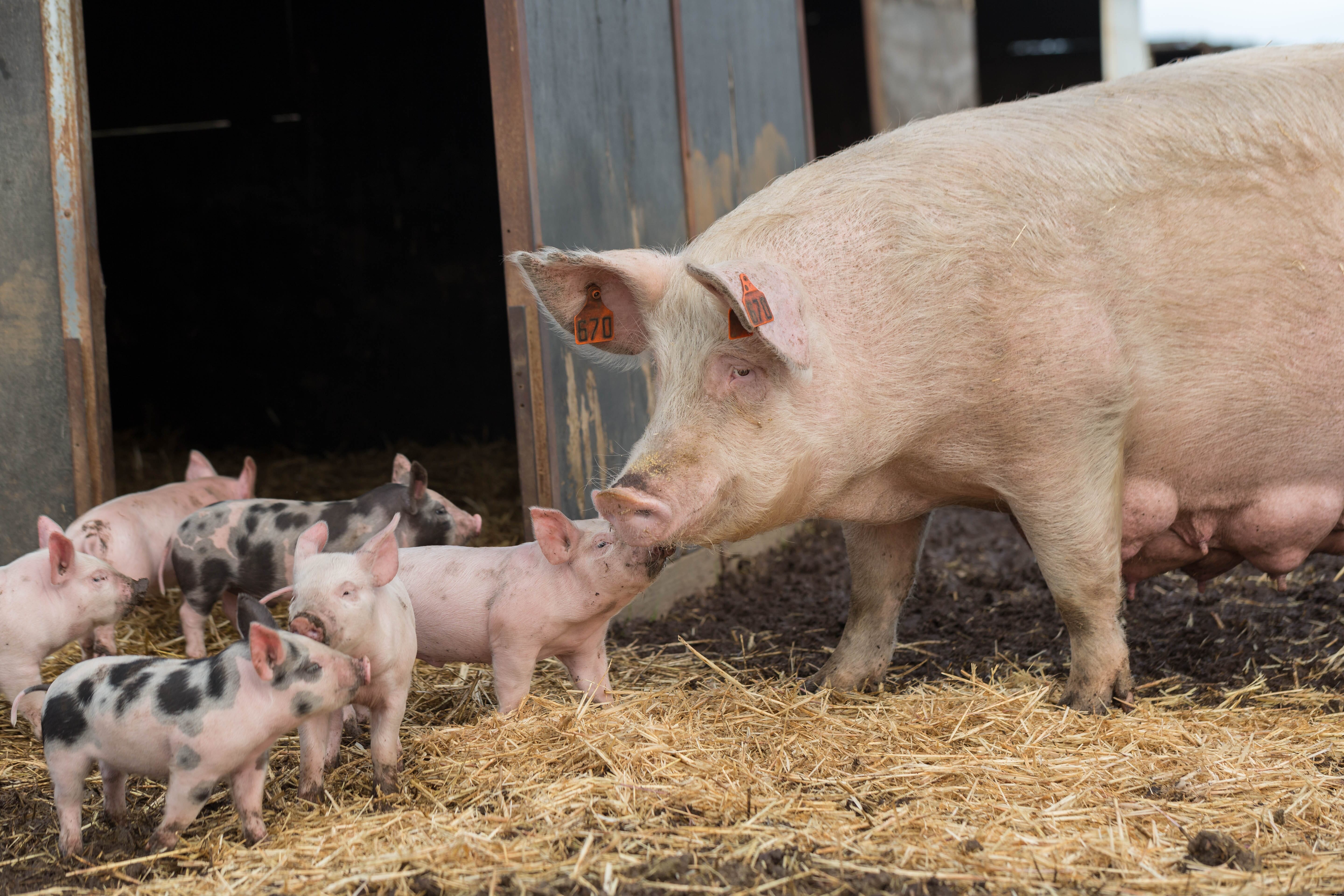 EuroTier 2021: German Agriculture Minister champions the opportunities available in the livestock industry