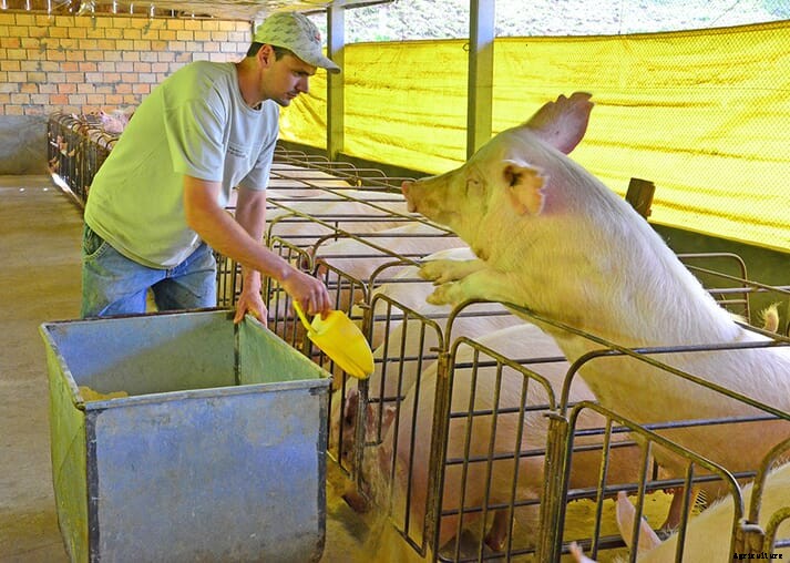 Winter cereals can replace corn in pig and poultry feed