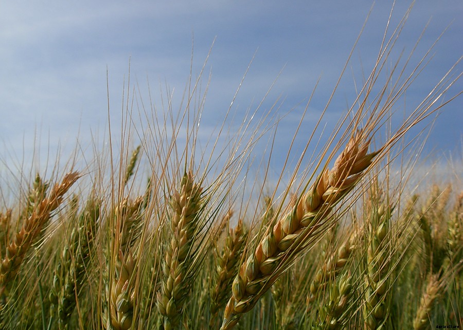 Winter cereals can replace corn in pig and poultry feed